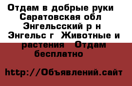  Отдам в добрые руки - Саратовская обл., Энгельсский р-н, Энгельс г. Животные и растения » Отдам бесплатно   